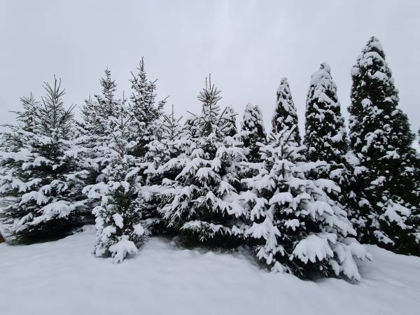 Słoneczna Willa Sudety Stary Waliszów