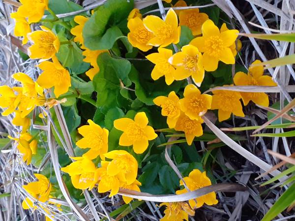 Agroturystyka Pod Złotą Wiechą