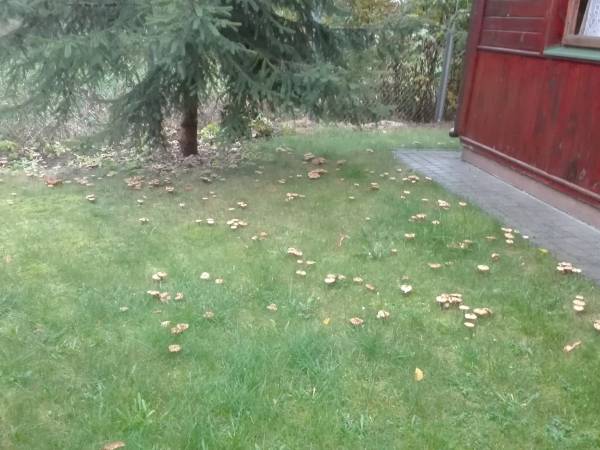 opieńki - domek nr 14