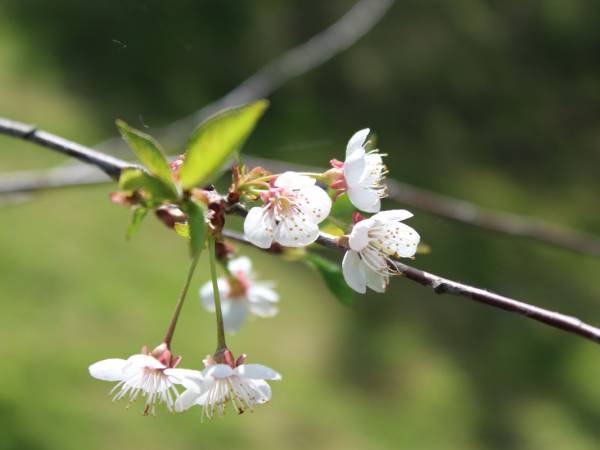 Leszczynowa Górka-Mazurskie Siedlisko w Silcu