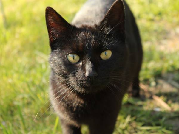 Leszczynowa Górka-Mazurskie Siedlisko w Silcu