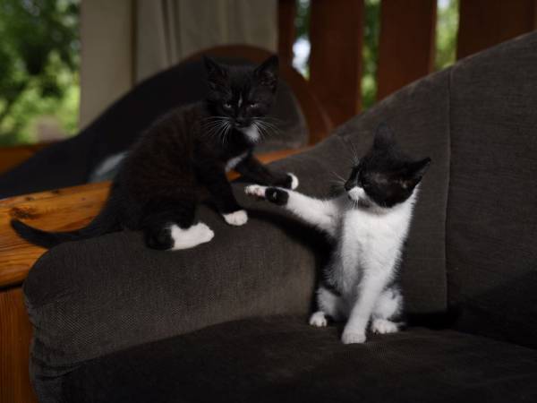 Leszczynowa Górka-Mazurskie Siedlisko w Silcu