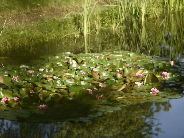 Leszczynowa Górka-Mazurskie Siedlisko w Silcu