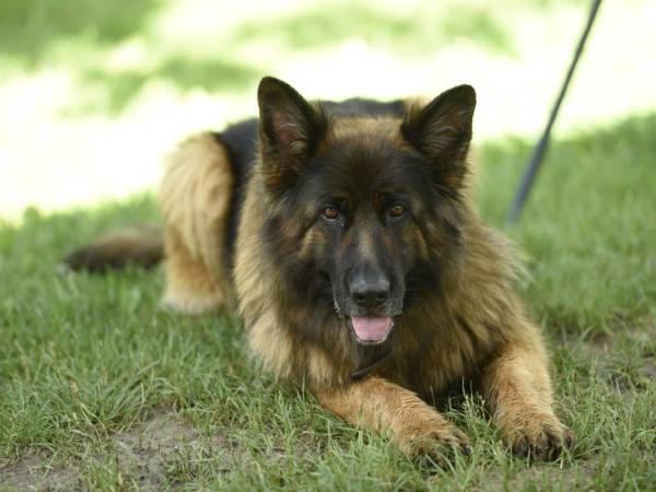 Leszczynowa Górka-Mazurskie Siedlisko w Silcu