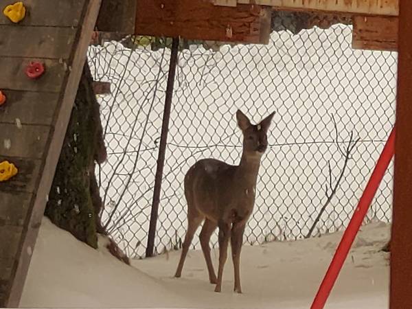 Domki Regionalne Rozetka