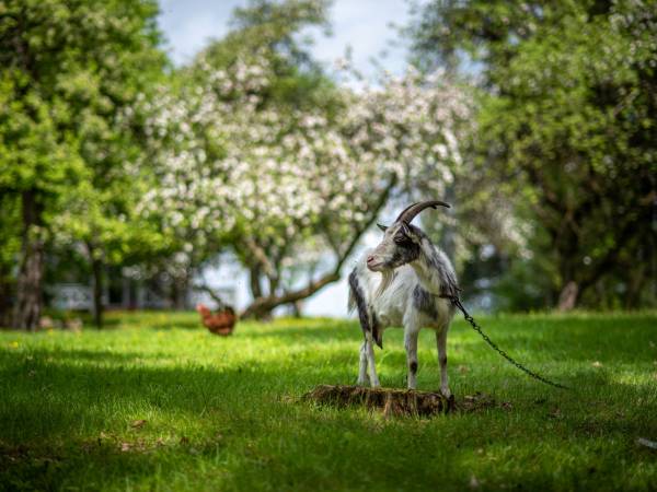 Zwierzęta w sadzie. Koza Bella.