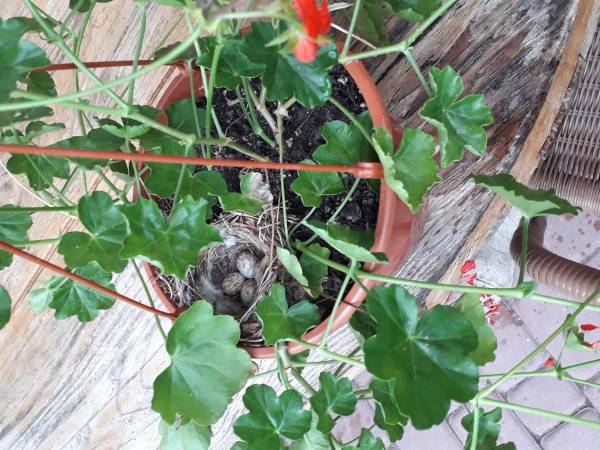 gniazdko w doniczce przy oknie