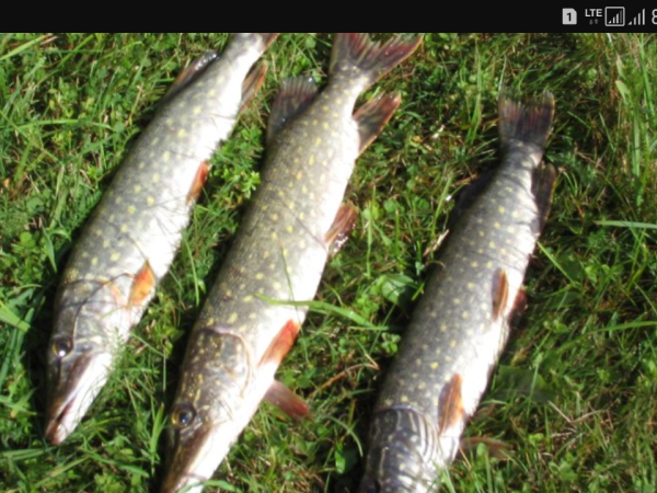 Domek nad rzeką Krutynią