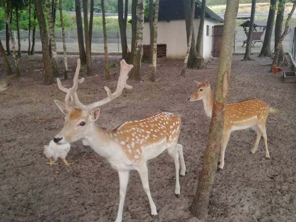 Gospodarstwo Agroturystyczne Maryśka 