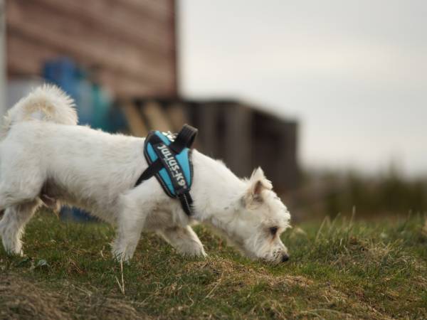 Czworonożni goście