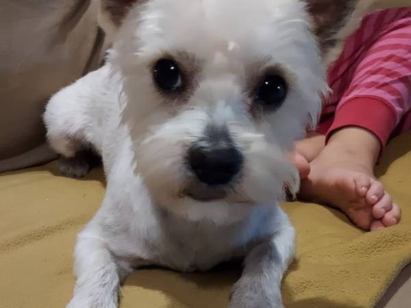 czworonożni goście