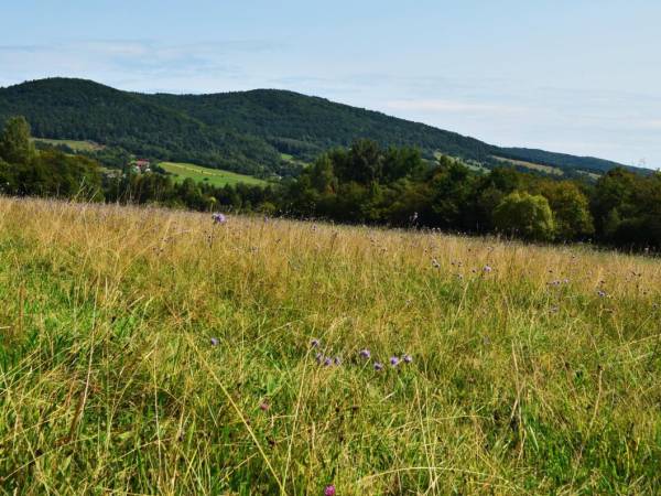 Sarnia Łąka Domki i Apartamenty