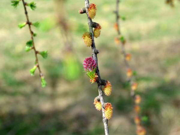 Sarnia Łąka Domki i Apartamenty