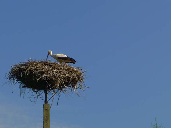 Nasz coroczny gość