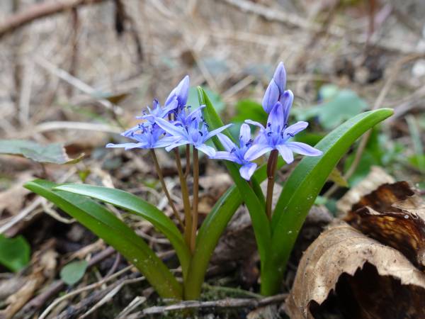 cebulica trójlistna