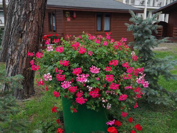 Ośrodek Turystyczno Wypoczynkowy Służba Dziecku