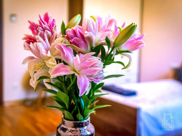 Staromiejska Apartament 