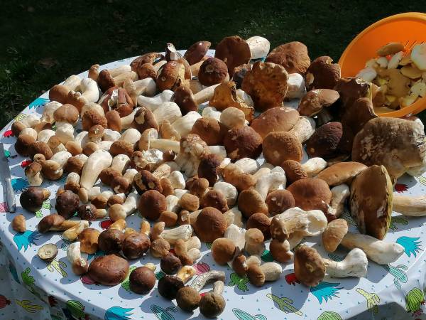 Borowiki-2 godziny w lesie 