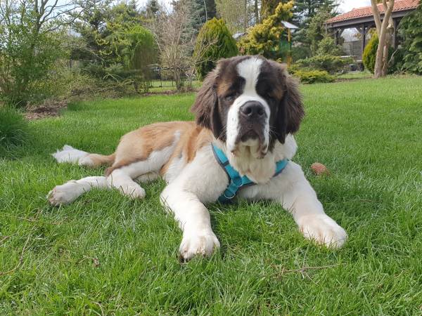 Wypoczynek w ogrodzie :)