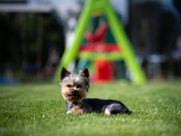 Domki Cała Naprzód