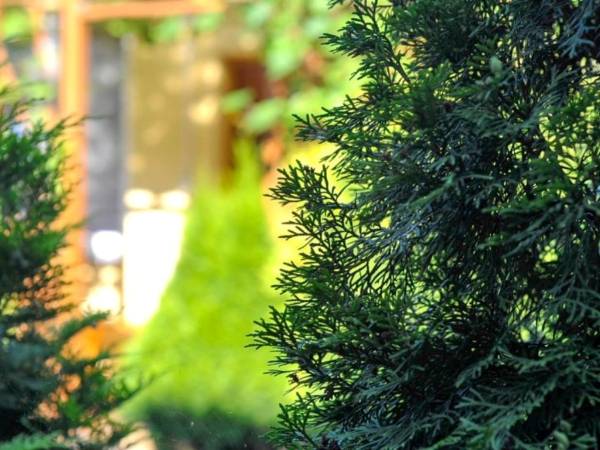 Zieleń przed domkami.