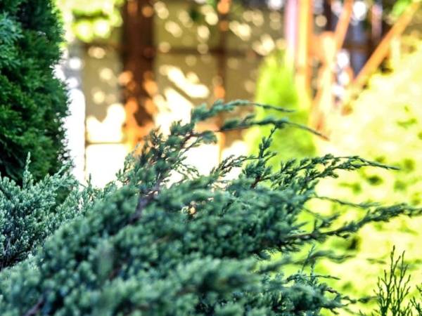 Zieleń przed domkami.