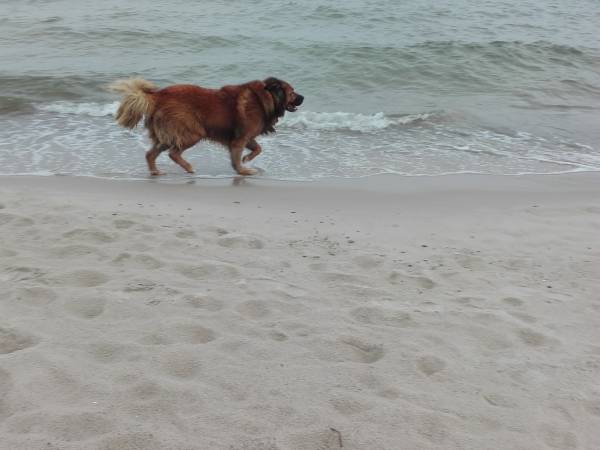 Czempion - nasza ochrona, też lubi morze