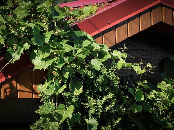 Domki i Pokoje letniskowe Mewa