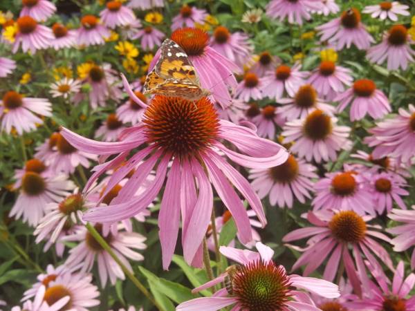Pokoje Gościnne Zamiejska