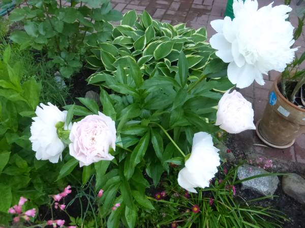 Apartamenty Gościnne Markowy