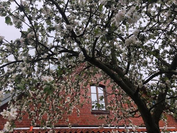 Siedlisko Żywe Kamienie