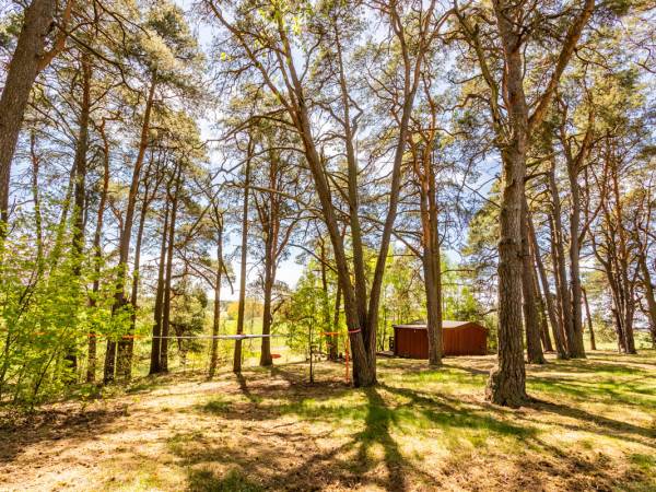 Otoczenie domku drewnianego. Duży hamak między drzewami.