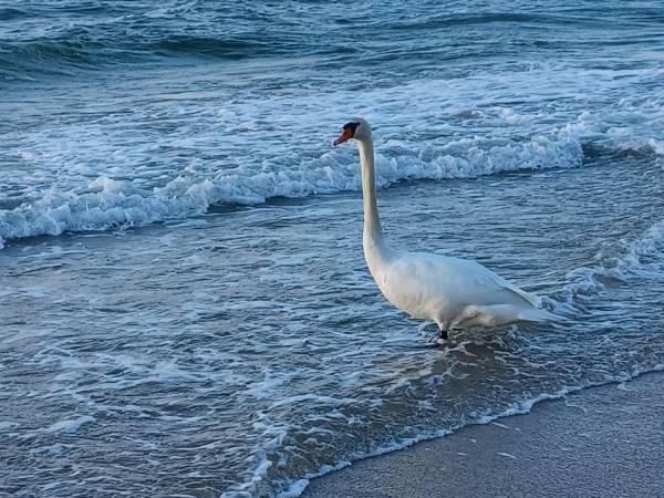 Słoneczny Zakątek w Gąskach NOWE DOMKI 