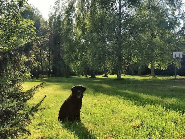 Prezes Batman sprawdza miękkość polany. W tle grill i boisko.