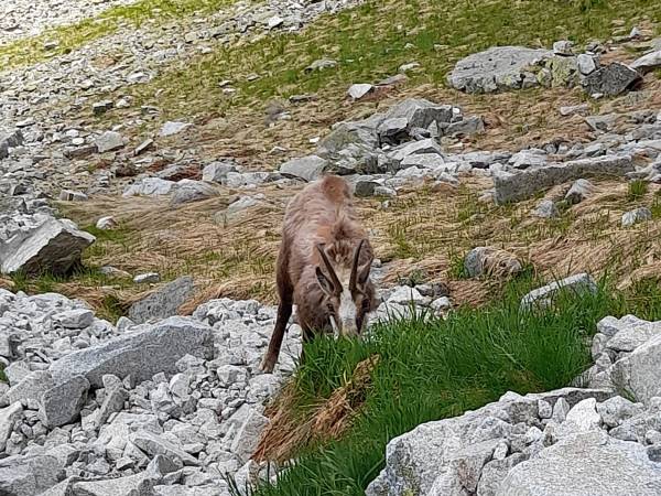 kozica w Tatrach