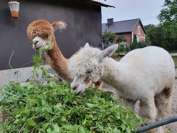 Gospodarstwo Agroturystyczne Zacisze