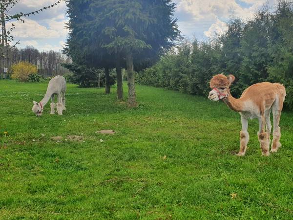 Gospodarstwo Agroturystyczne Zacisze