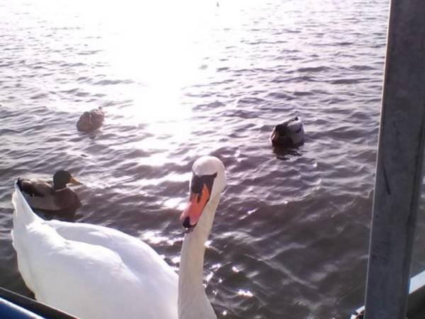 Domki na wodzie "Arka" z rowerem wodnym, parkingiem, 300 metrów do Morza ! Centrum Mielna 