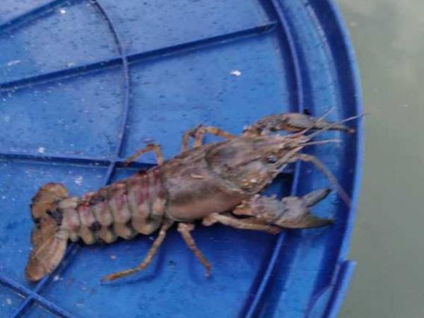 Domki na wodzie "Arka" z rowerem wodnym, parkingiem, 300 metrów do Morza ! Centrum Mielna 