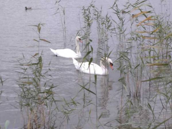 Domki na wodzie "Arka" z rowerem wodnym, parkingiem, 300 metrów do Morza ! Centrum Mielna 