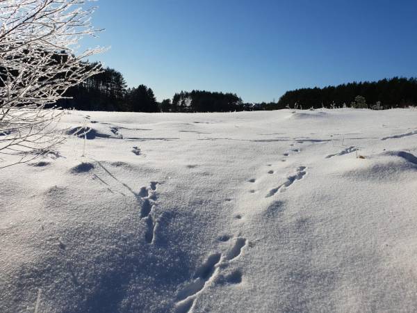 Domki całoroczne Natura Sad