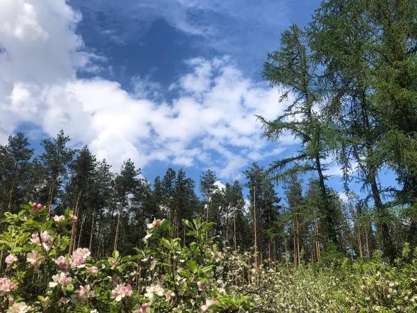 Domki całoroczne Natura Sad