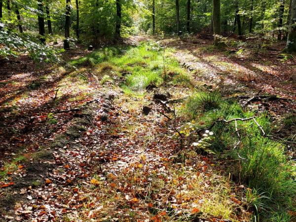 Piękno naszych lasów