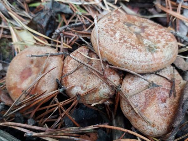 Białogórskie Rydze