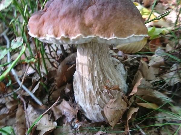 Białogórskie Prawdziwki