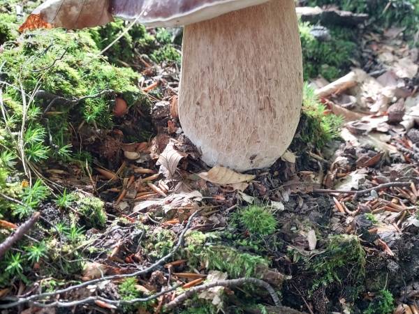 Białogórskie Prawdziwki