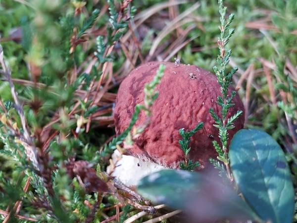 Białogórskie Prawdziwki