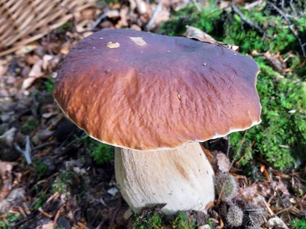 Białogórskie Prawdziwki