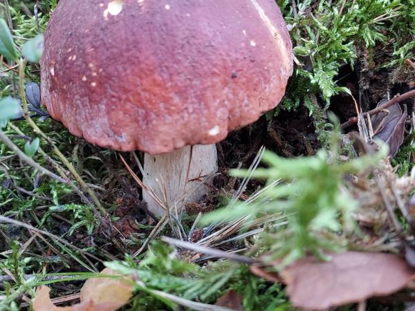 Białogórskie Prawdziwki