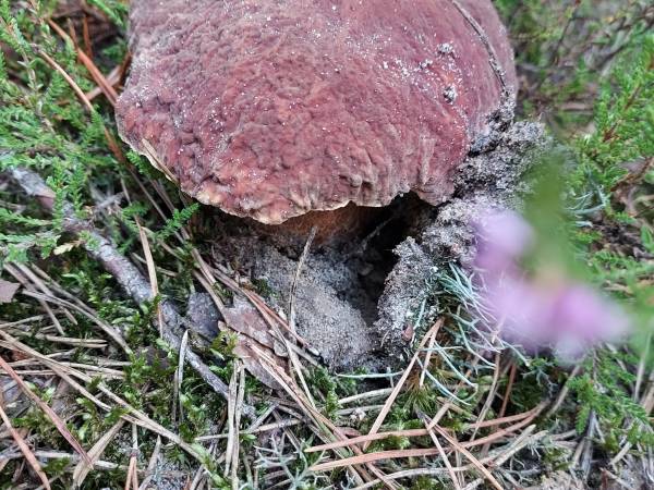 Białogórskie Prawdziwki